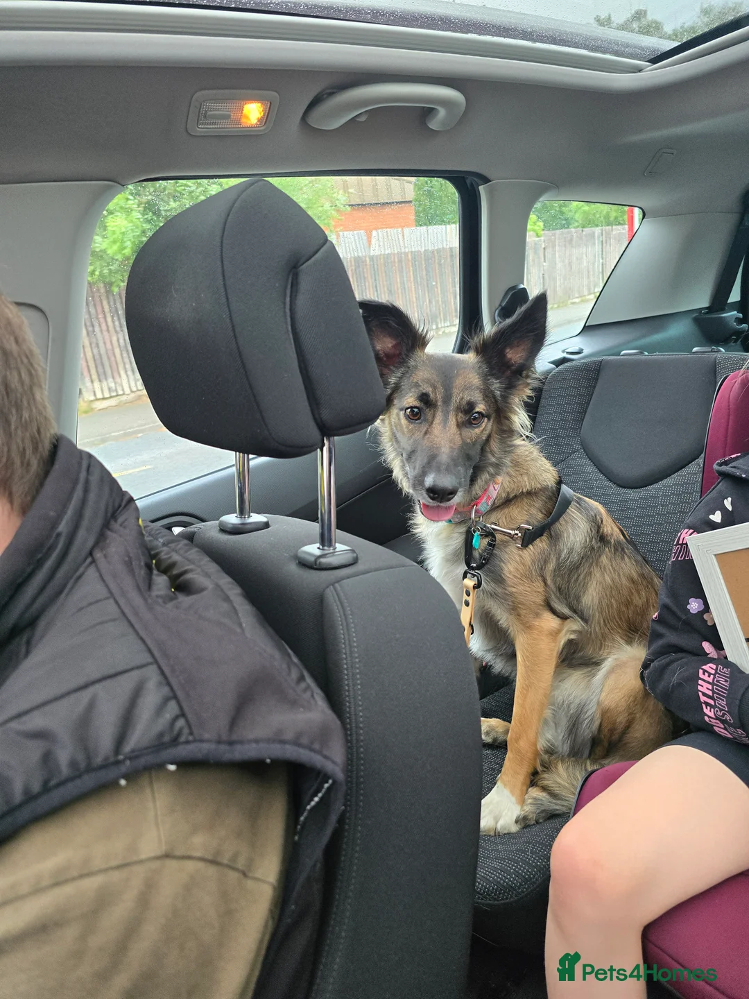 Mixed Breed dogs for stud: Looking to breed my female dog - Advert 5