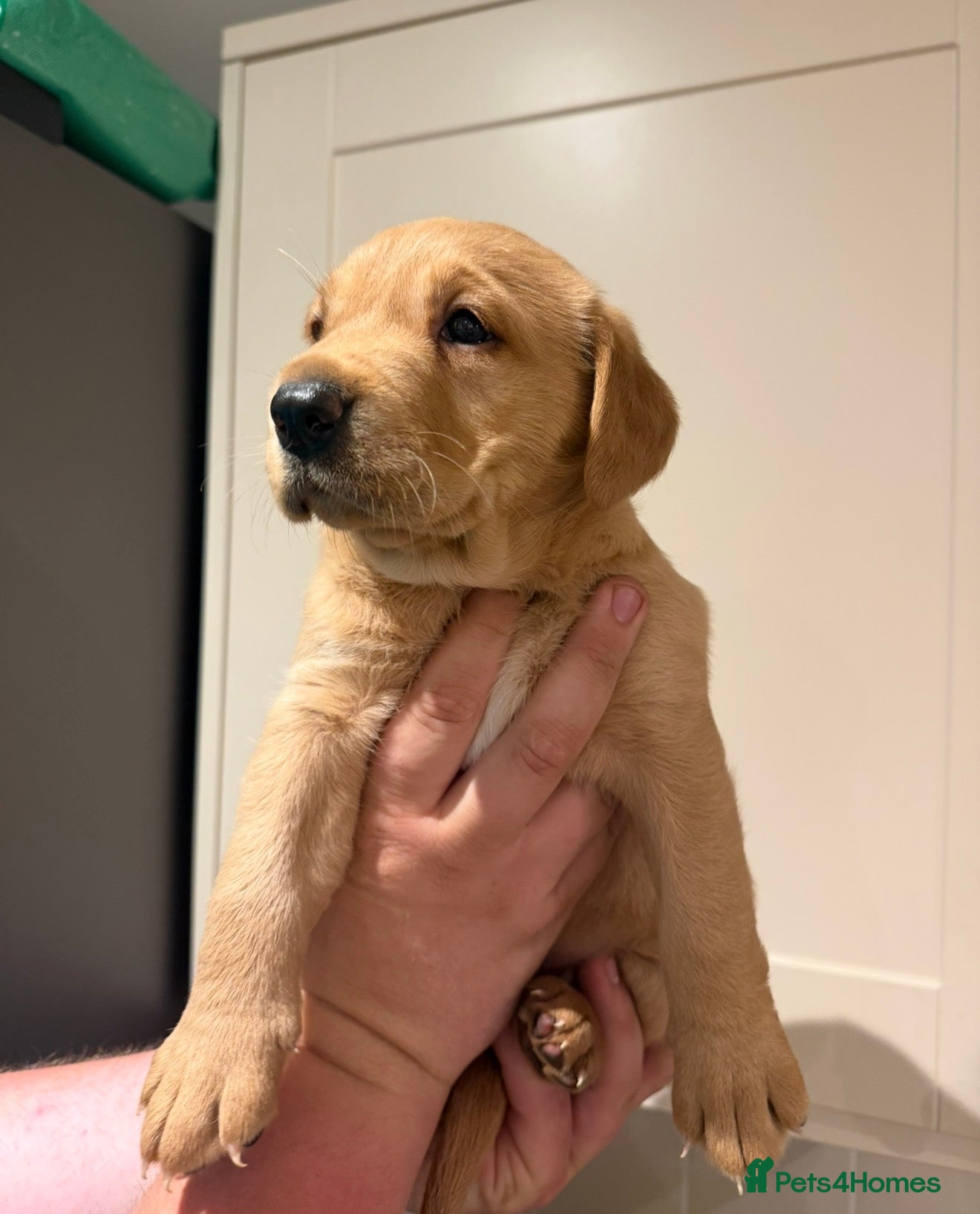 Labrador Retriever dogs Last Girl - Advert 14