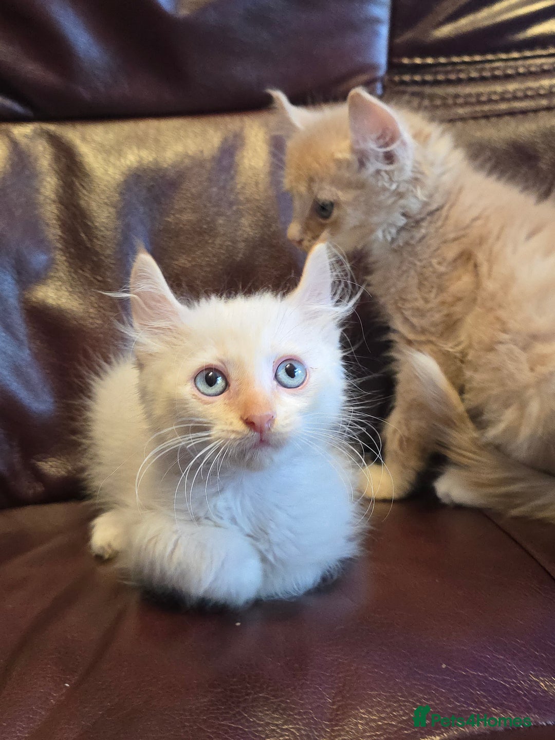 Mixed Breed cats for sale: Two ginger boys and one Flame point - Image 1