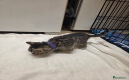 Bengal cats for sale: Beautiful 1/2 bengal kittens - Image 11