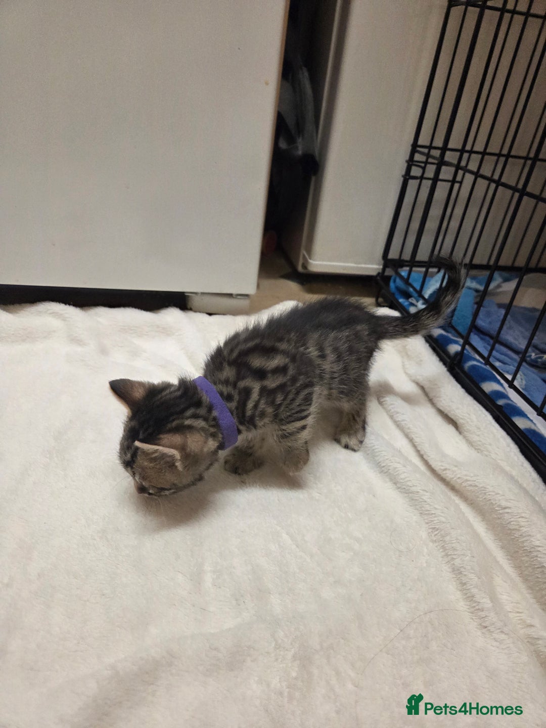 Bengal cats for sale: Beautiful 1/2 bengal kittens - Image 11