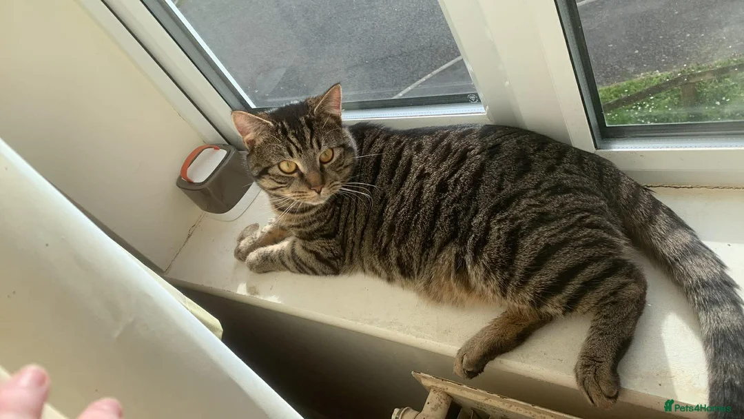 Mixed Breed cats for sale: Luna and Otis  in Flint - Advert 2