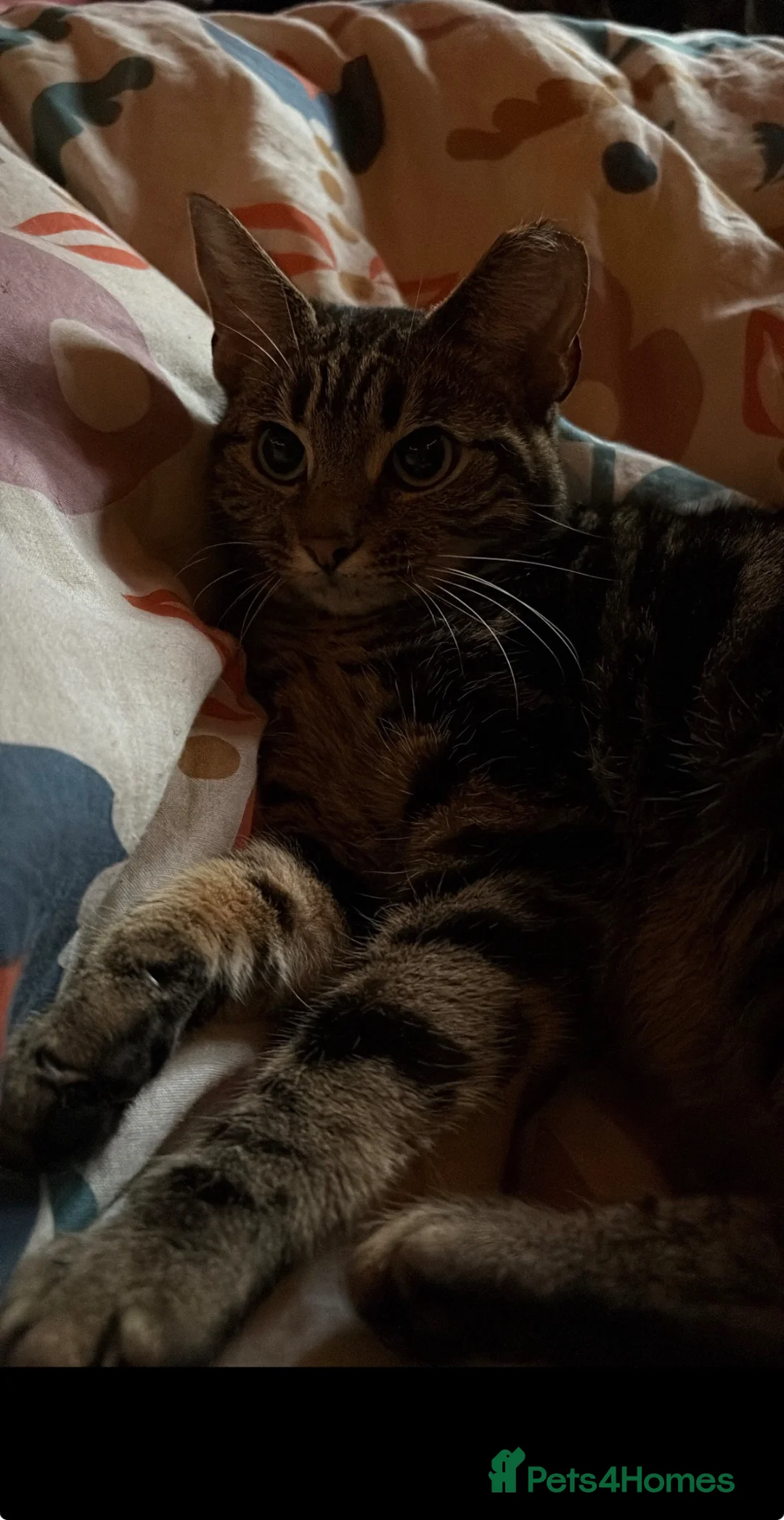 Mixed Breed cats for sale: Tabby shorthair  - Advert 4