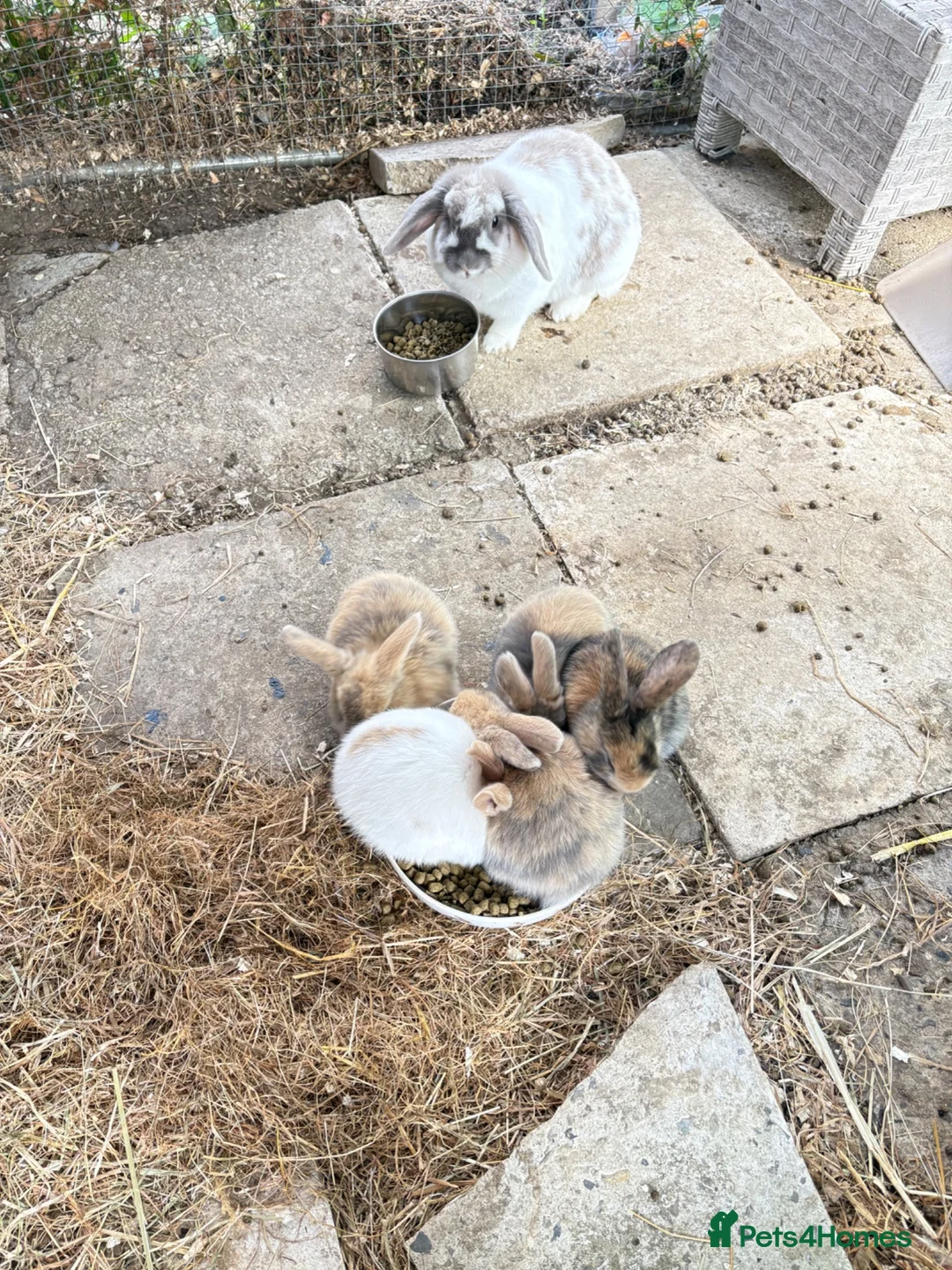 Mixed Breed rabbits for sale: 3 Mini Lop cross babies - Advert 2
