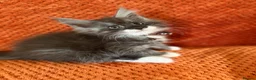 Maine Coon cats for sale: Ready Now: 6 Maine coon Kittens - Advert 2