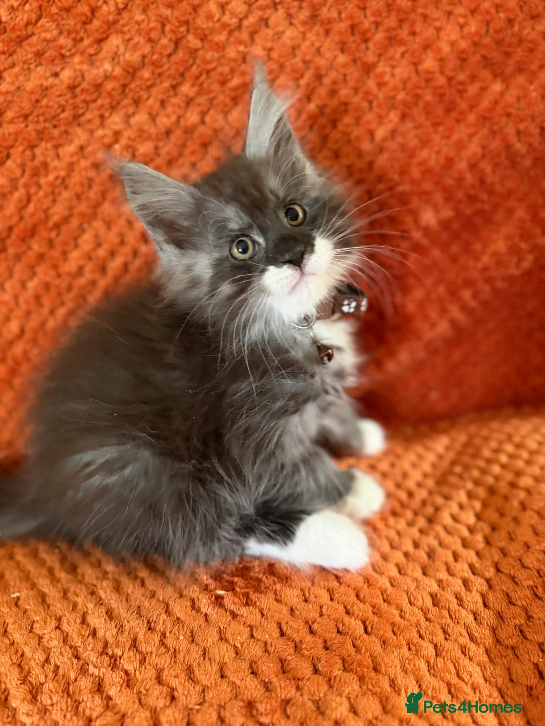 Maine Coon cats for sale: Ready Now: 6 Maine coon Kittens - Advert 2