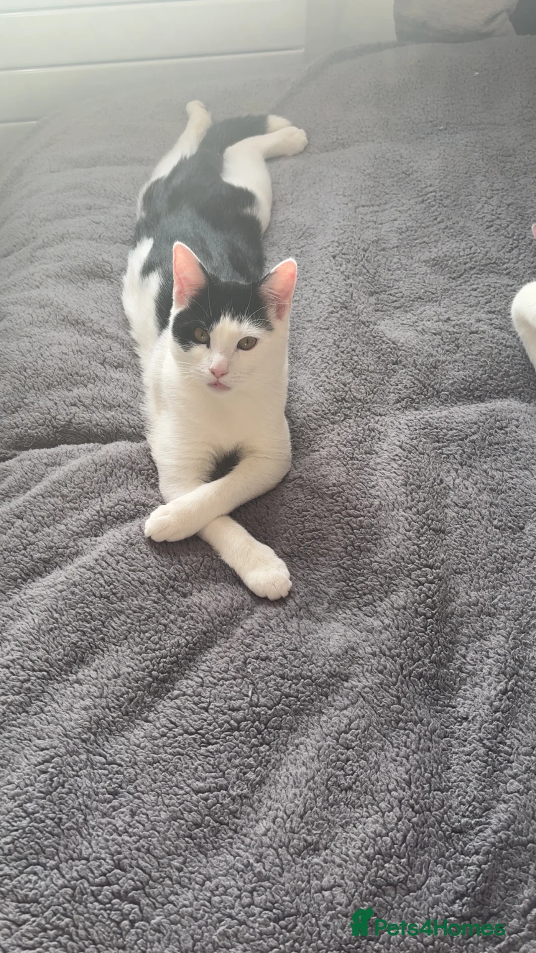 Mixed Breed cats for sale: 6 Month Old Adorable Mix Breed Brother and Sister. - Advert 5