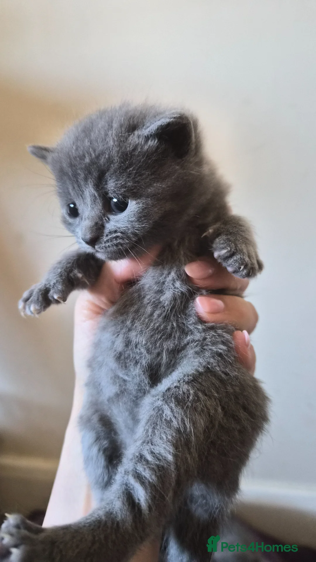 British Shorthair cats for sale: Beautiful British Shorthair Cross Kittens - Advert 19