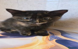 Mixed Breed cats for sale: Female kitten - Image 2