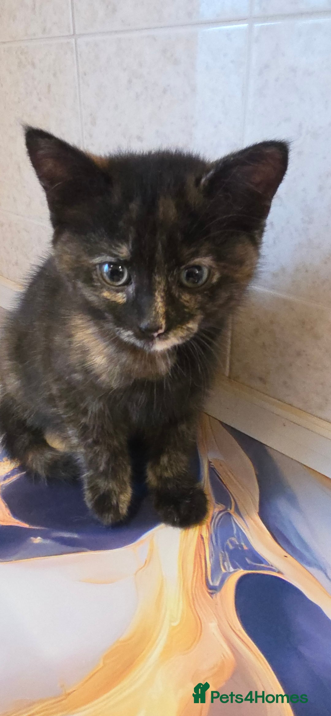 Mixed Breed cats for sale: Female kitten - Image 2