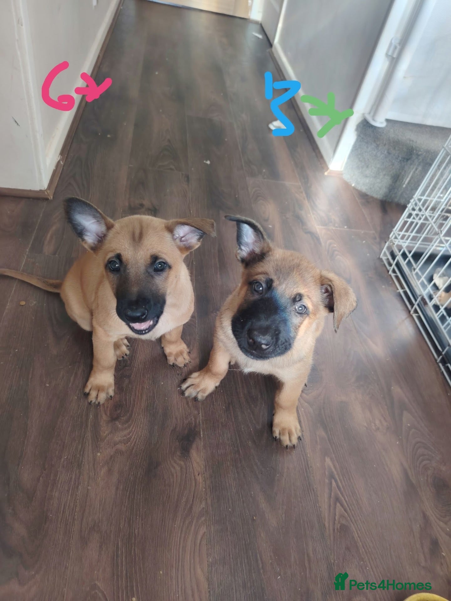 Mixed Breed dogs for sale: Belgian Malinois X Dutch Herder puppies.  - Advert 9