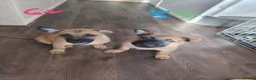 Mixed Breed dogs for sale: Belgian Malinois X Dutch Herder puppies.  - Advert 1