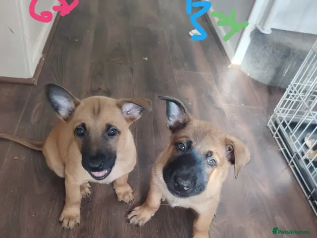 Mixed Breed dogs for sale: Belgian Malinois X Dutch Herder puppies. - Advert 9