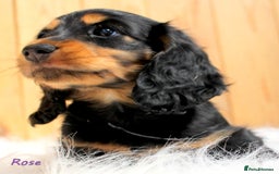 Miniature Dachshund dogs for sale: KC Health tested Licensed breeder 12 years exp - Image 9