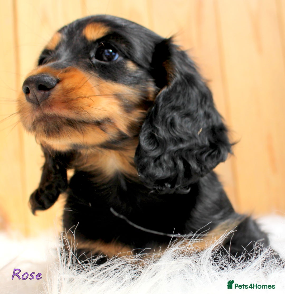 Miniature Dachshund dogs for sale: KC Health tested Licensed breeder 12 years exp - Image 9