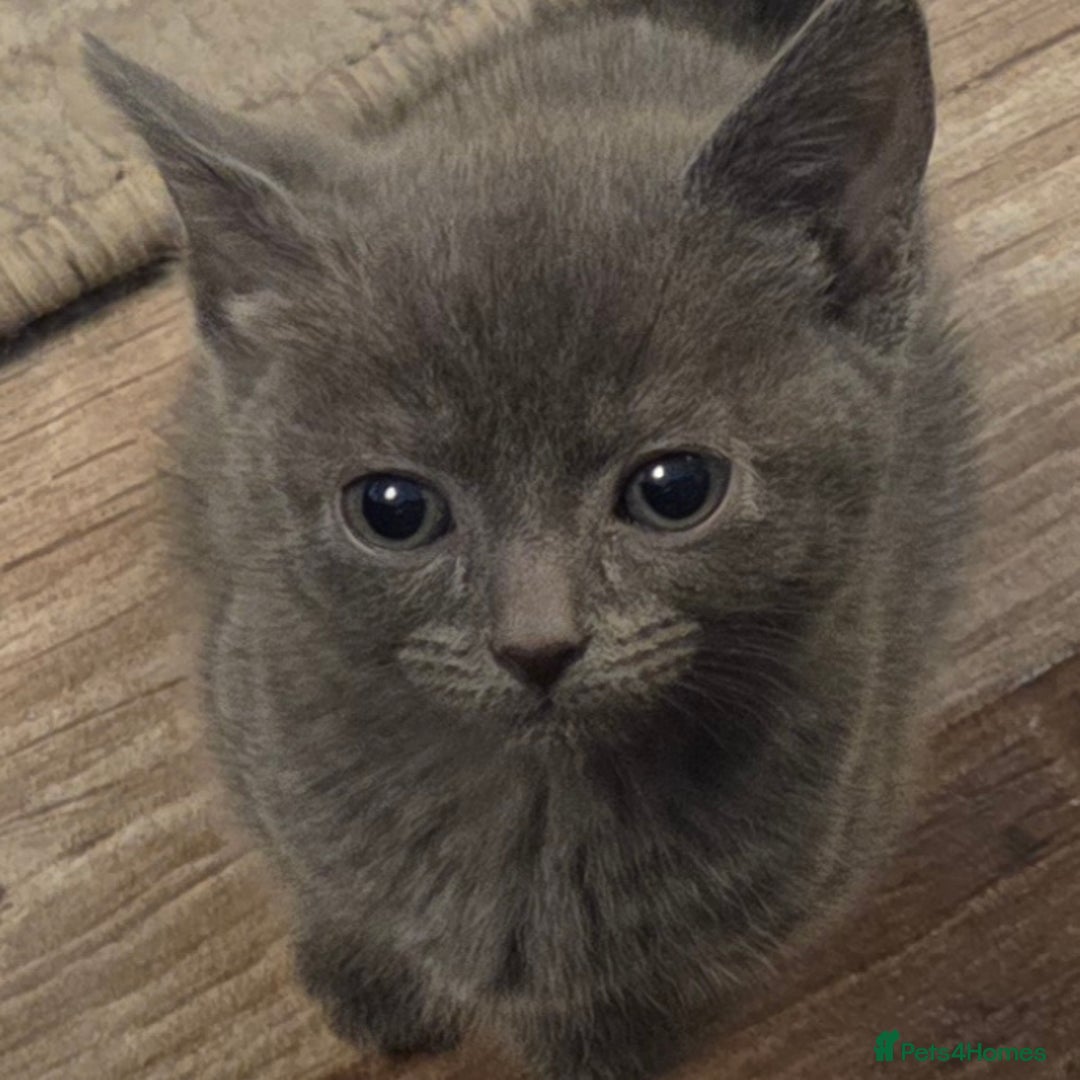 Mixed Breed cats for sale:  **  Beautiful  **  Kittens  **  - Advert 10