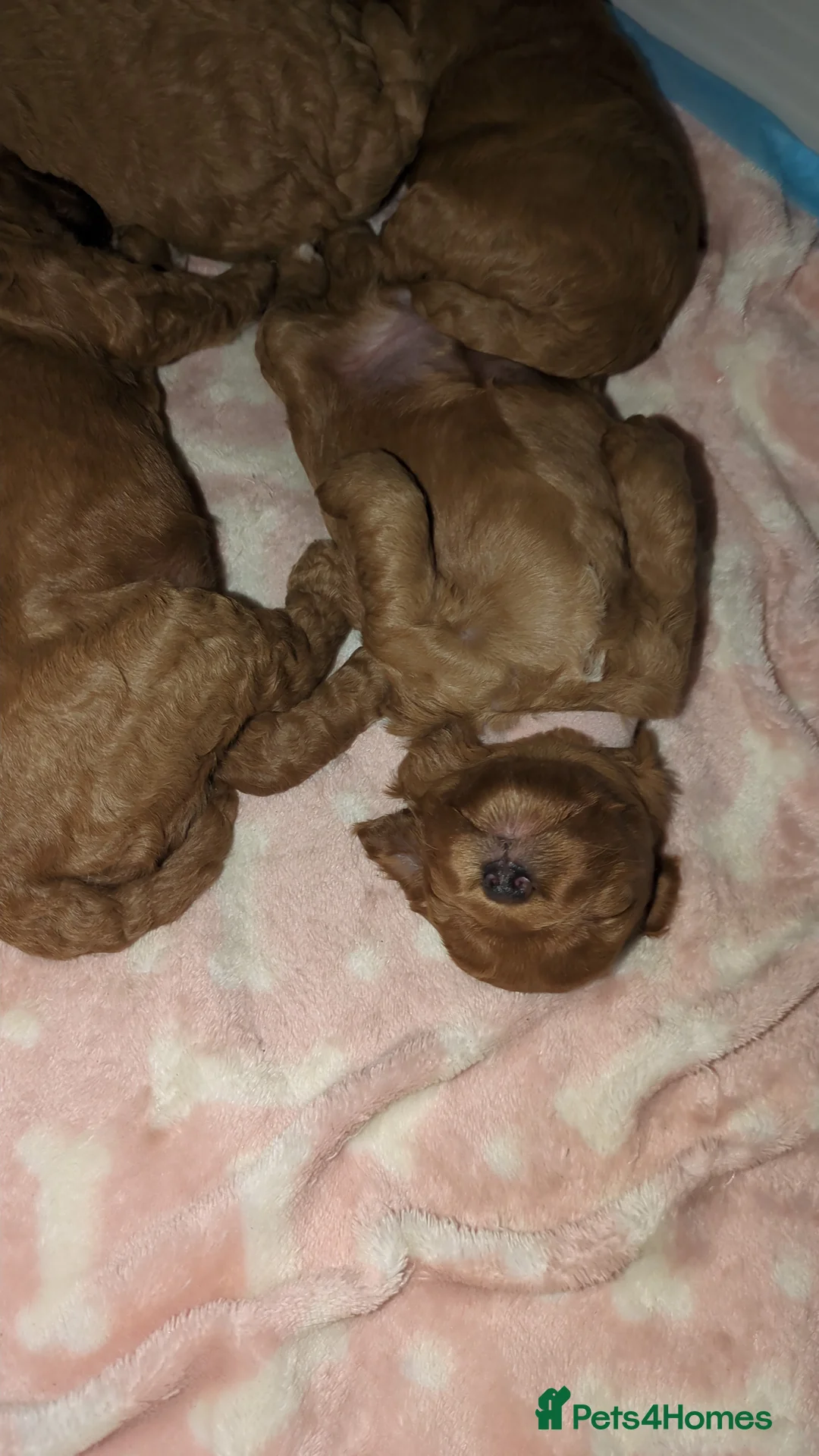 Cockapoo dogs for sale: Cockapoo  in Alloa - Advert 7