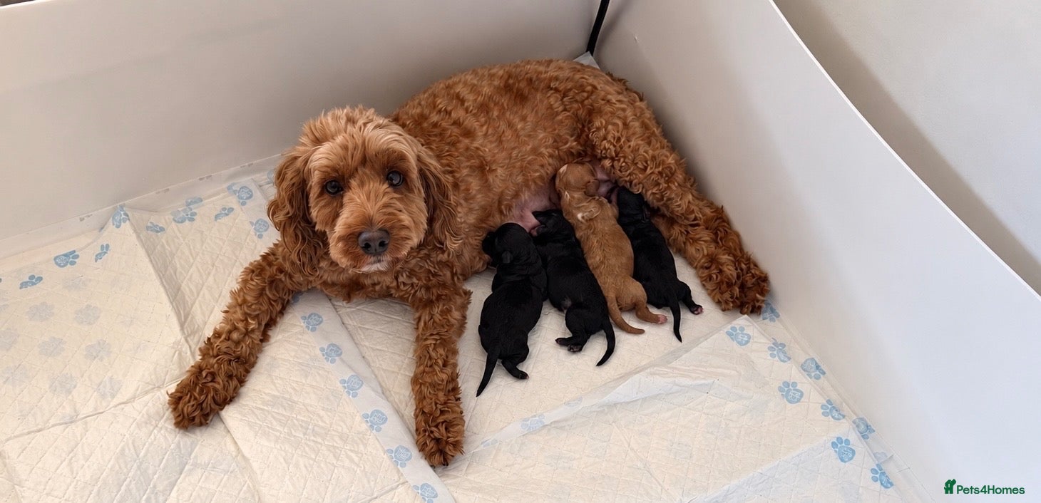 Cockapoo dogs 🐾❤️ Beautiful F1b Toy Cockapoo Puppies  ❤️🐾 - Advert 1
