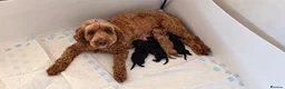 Cockapoo dogs for sale: 🐾❤️ Beautiful F1b Toy Cockapoo Puppies  ❤️🐾 in Wisbech - Advert 1