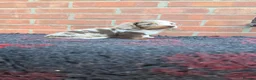 Miniature Dachshund dogs for sale: KC REGISTERED BEAUTIFUL MINIATURE LONGHAIRS - Advert 21