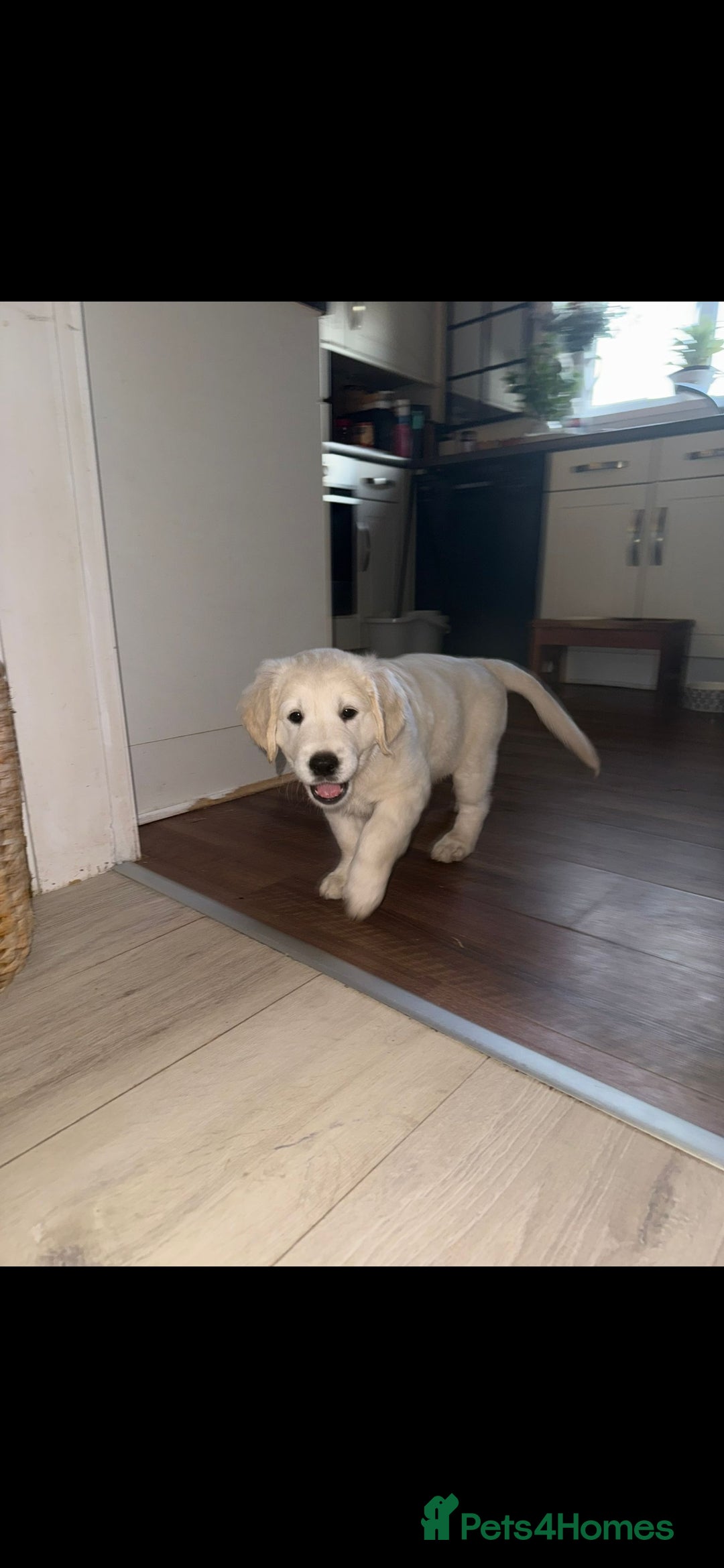 Golden Retriever dogs for sale: Stunning golden retriever babies - Image 25
