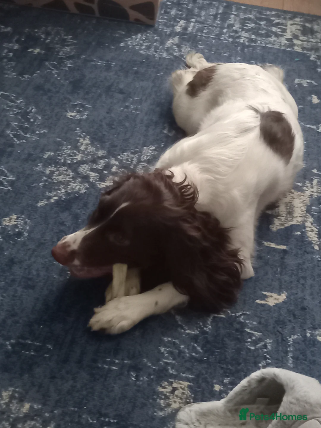 English Springer Spaniel dogs for sale: KC REG English Springer Spaniel  - Advert 8