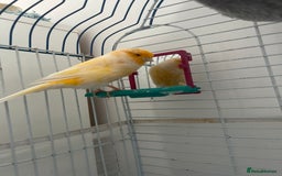Canaries birds for sale: Cannery - Image 3