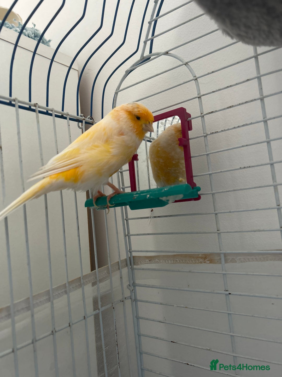 Canaries birds for sale: Cannery - Image 3