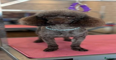 Toy Poodle dogs - Advert 2