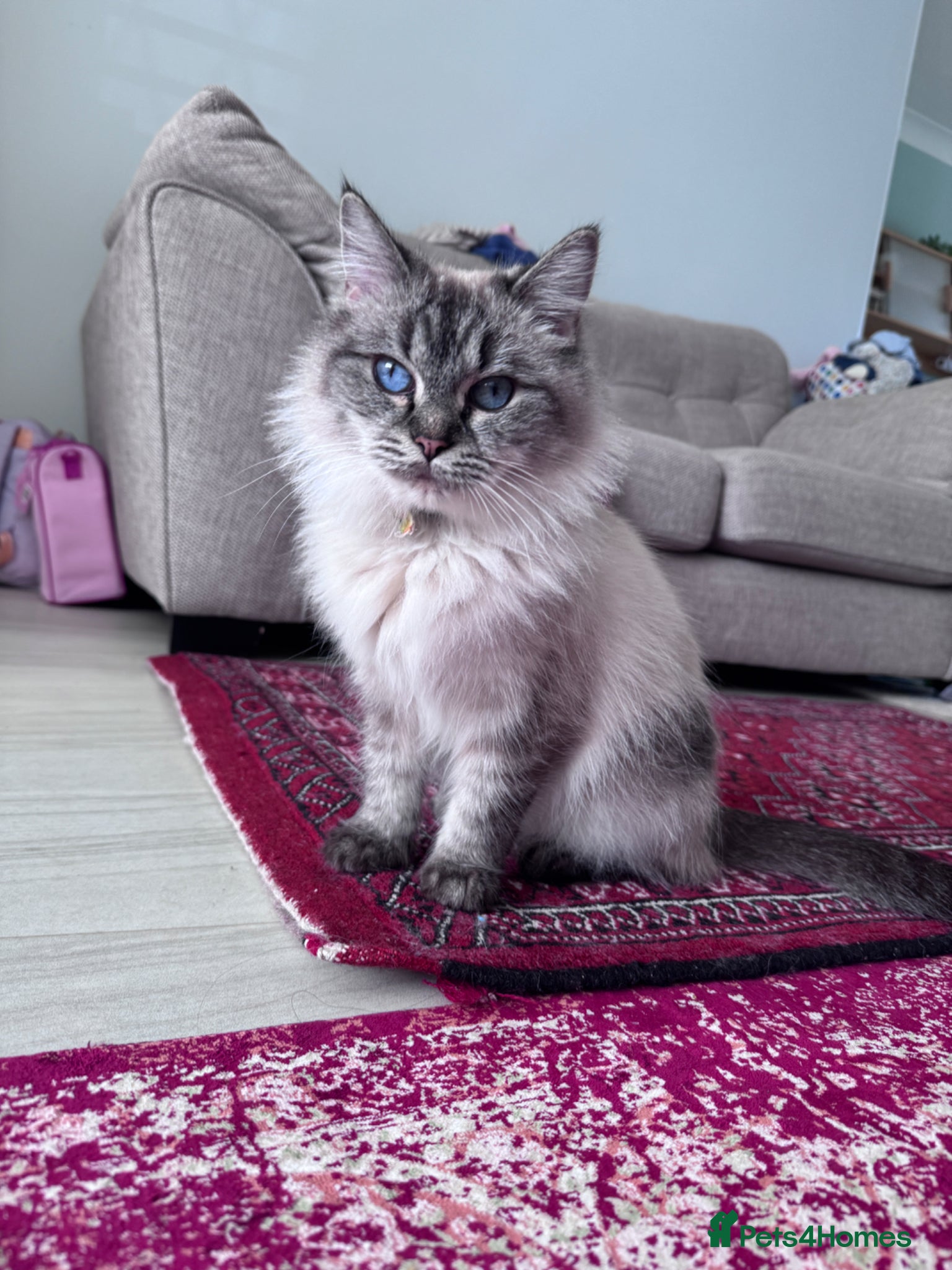 Ragdoll cats Friendly Ragdoll spayed female  - Advert 1
