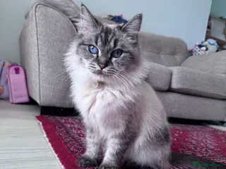 Ragdoll cats Friendly Ragdoll spayed female - Advert 5