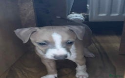 Italian Greyhound dogs for sale: italian greyhound puppies for sale - Image 8