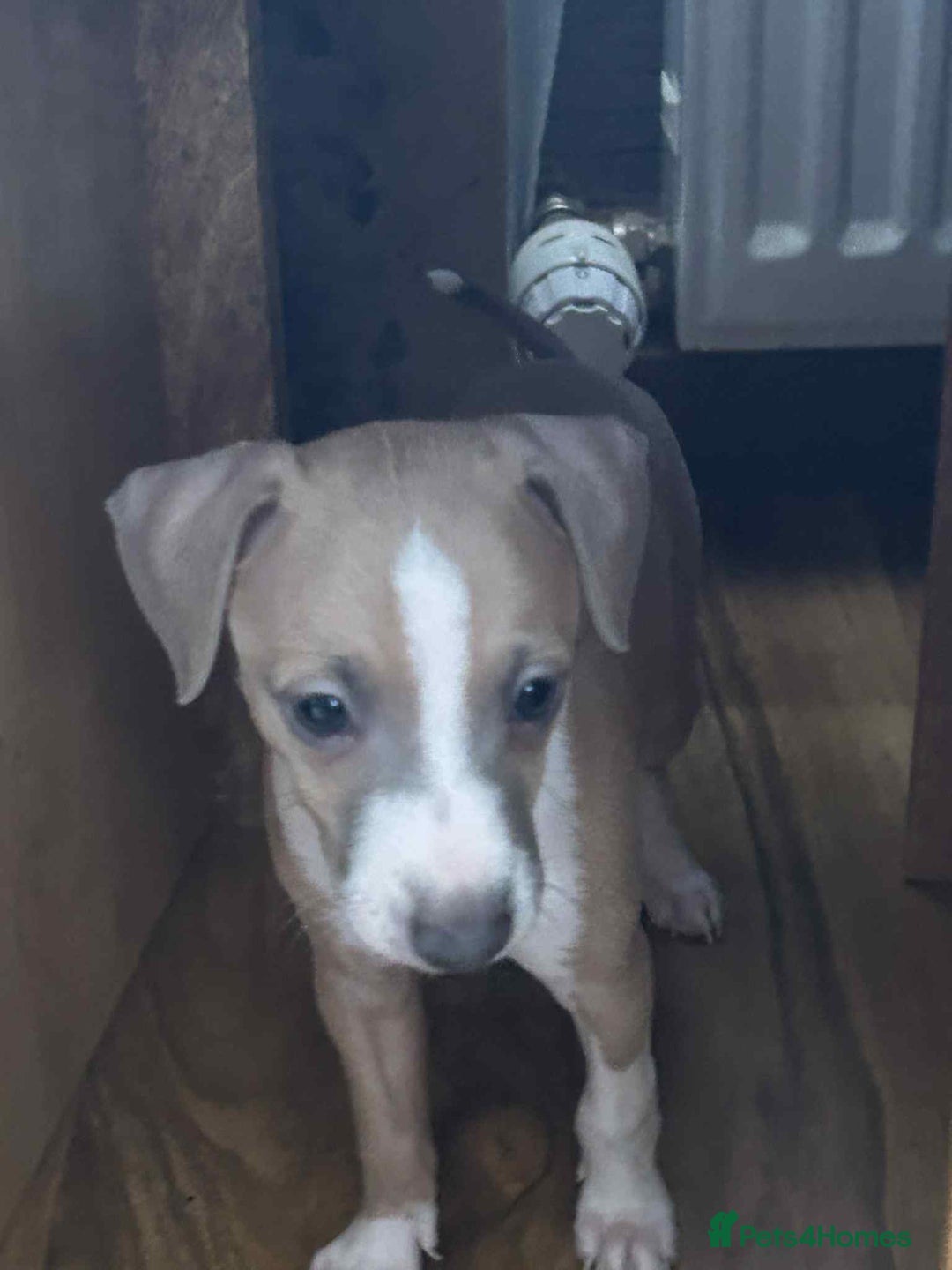 Italian Greyhound dogs for sale: italian greyhound puppies for sale - Image 8