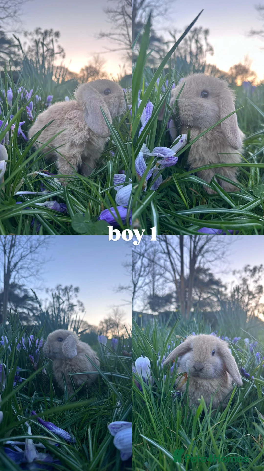 Mini Lop rabbits for sale: HAND-RAISED, FRIENDLIEST AND HOPPIEST BUNNYS 🥰🐰 - Advert 1