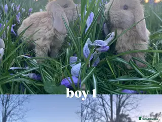 Mini Lop rabbits HAND-RAISED, FRIENDLIEST AND HOPPIEST BUNNYS 🥰🐰 - Advert 7