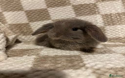 French Lop rabbits for sale: 𝐌𝐈𝐍𝐈 𝐗 𝐅𝐑𝐄𝐍𝐂𝐇 𝐅𝐎𝐑 𝐑𝐄𝐒𝐄𝐑𝐕𝐄 - Image 4