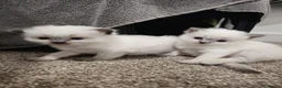 Ragdoll cats for sale: Proven Ragdoll Stud for sale - Advert 10