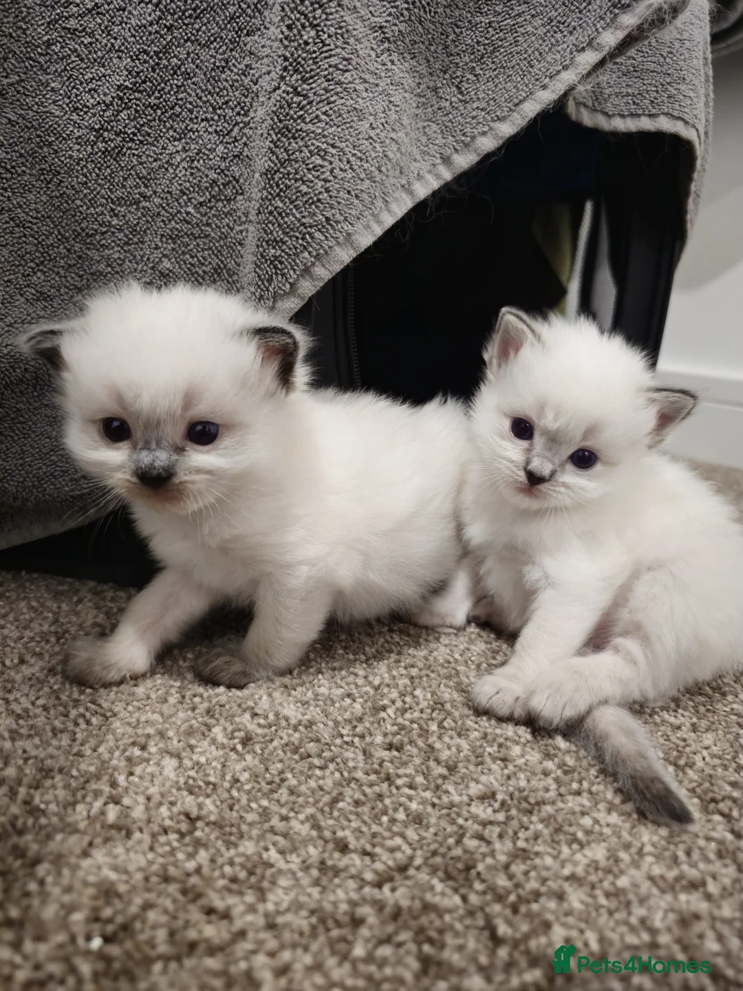 Ragdoll cats for sale: Proven Ragdoll Stud for sale - Advert 10