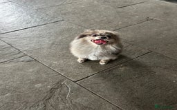 Pomeranian dogs for sale: 2 x pomeranians - Image 6