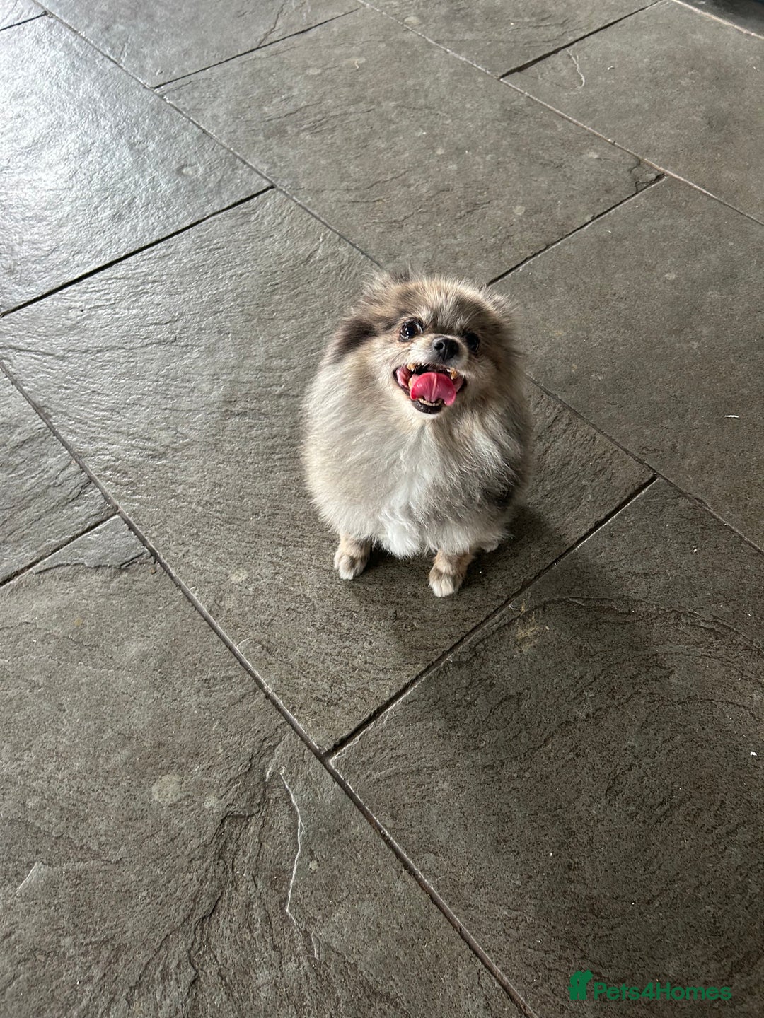 Pomeranian dogs for sale: 2 x pomeranians - Image 6