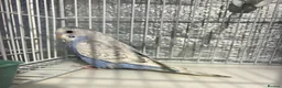 Budgerigars birds for sale: Baby budgies  - Advert 3