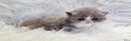 British Shorthair cats for sale: Stunning British shorthair kittens  - Advert 28