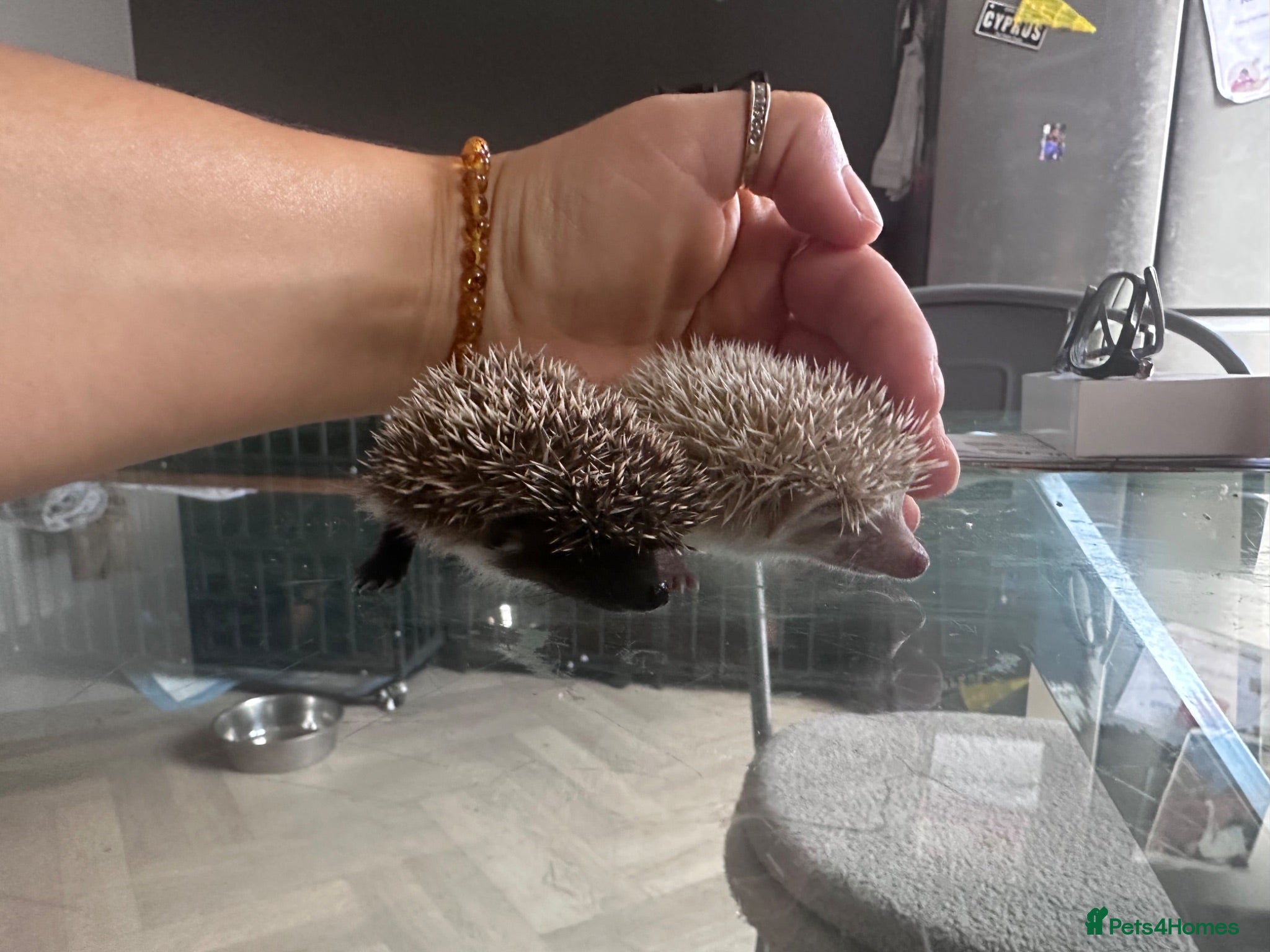 Pygmy Hedgehog rodents Pygmy hedgehogs  - Advert 2
