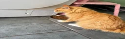 Maine Coon cats for adoption: Beautiful 5-Year-Old Maine Coon Looking for Home  in Nottingham - Advert 4