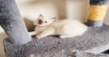 Ragdoll cats - Advert 6