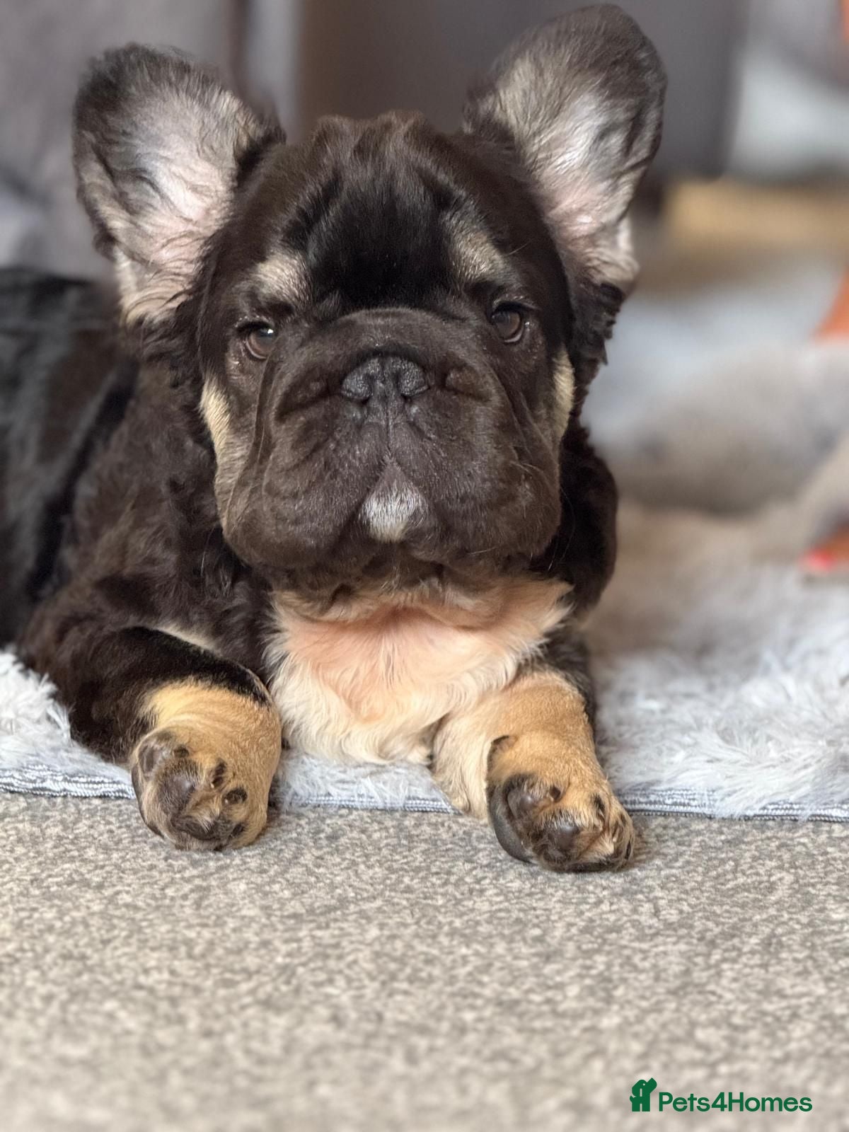 French Bulldog dogs French bulldog puppies - Advert 10