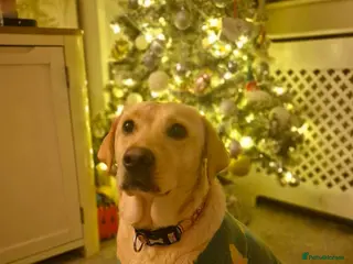 Labrador Retriever dogs Female labrador for loving home - Advert 1