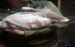 Mixed Breed rabbits for sale: 10 mixed breed rabbits  - Advert 11