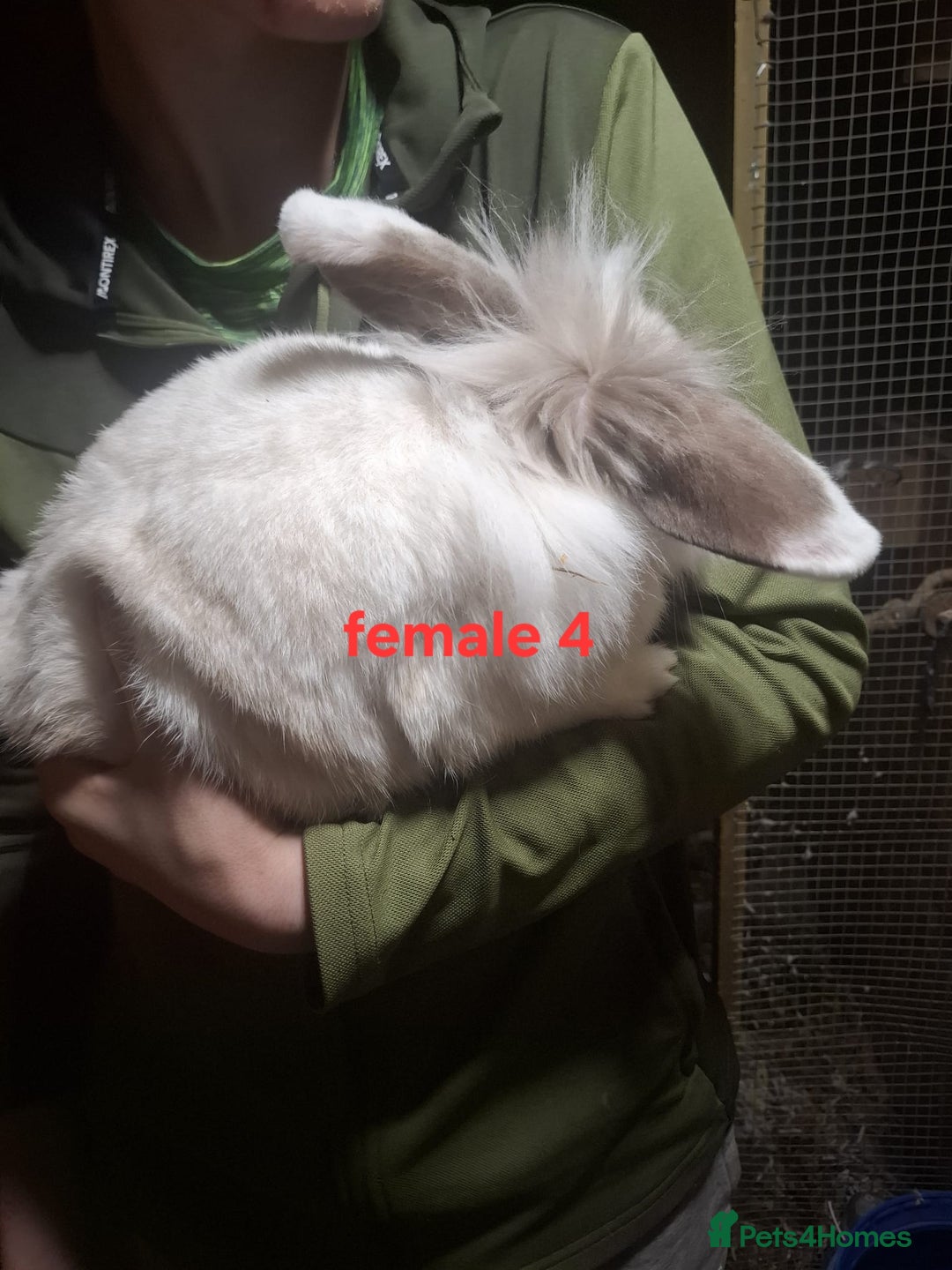 Mixed Breed rabbits for sale: 10 mixed breed rabbits  - Advert 11