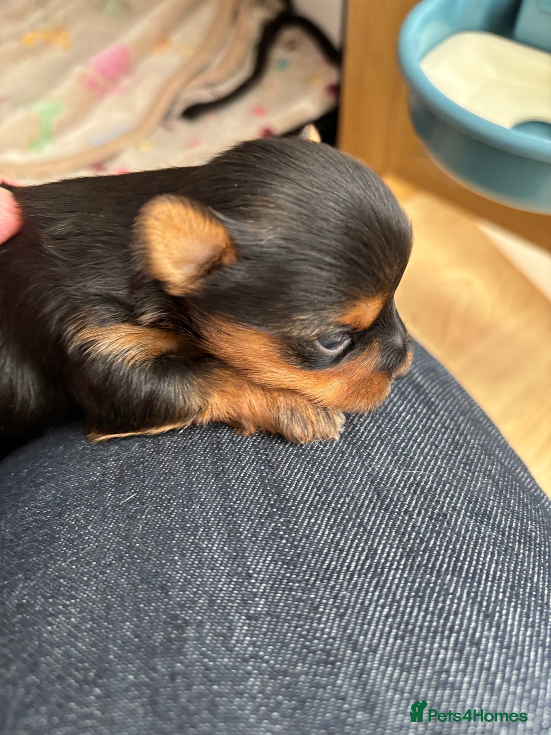 Yorkshire Terrier dogs for sale: Yorkshire terriers - Image 6